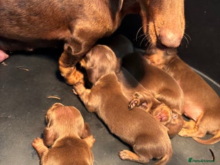 Miniature Dachshund dogs Miniature Dachshund Puppies - Advert 3