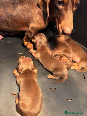Miniature Dachshund dogs Miniature Dachshund Puppies - Advert 1