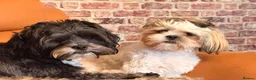 Mixed Breed dogs for sale: 14 months old Shih-apso - Advert 4