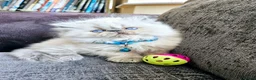 Persian cats for sale: Stunning Persian Kittens  - Advert 11