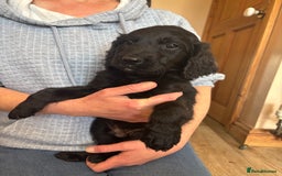 Mixed Breed dogs for sale: Male Australian Labradoodles  - Image 10