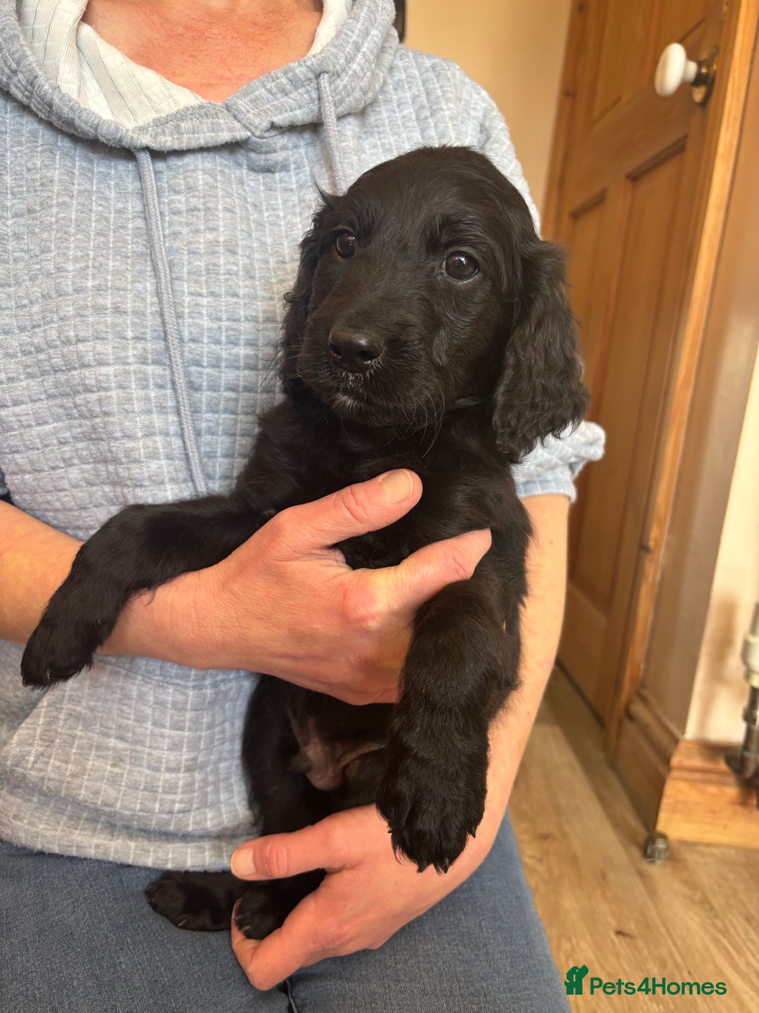 Mixed Breed dogs for sale: Male Australian Labradoodles  - Image 10