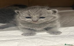 Scottish Fold cats for sale: Scottish fold  - Image 10