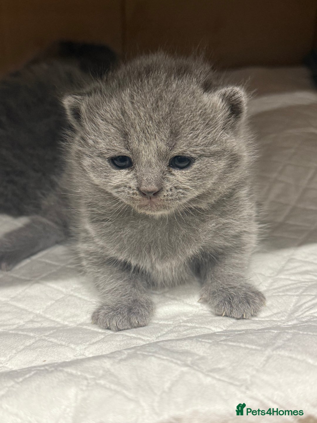 Scottish Fold cats for sale: Scottish fold  - Image 10