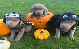 Labrador Retriever dogs for sale: Stunning silver lab puppies  - Image 2