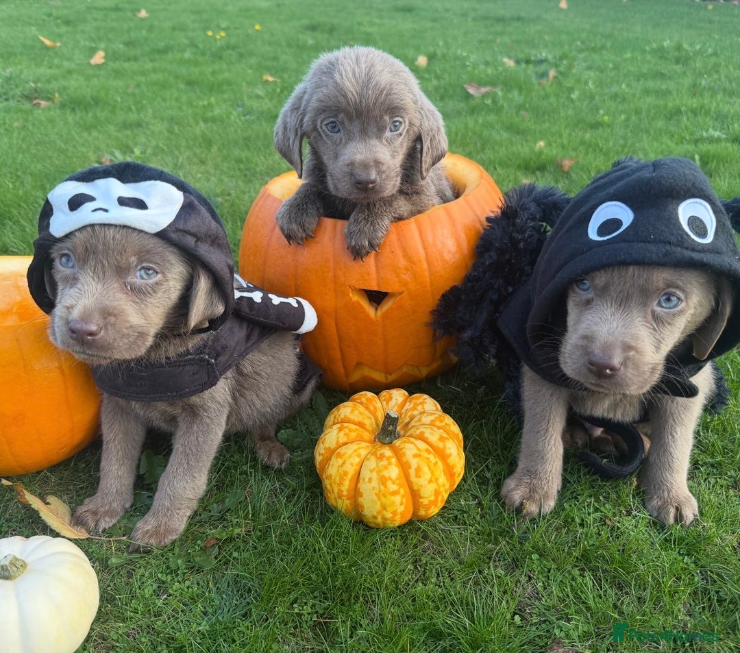 Labrador Retriever dogs for sale: Stunning silver lab puppies  - Image 2