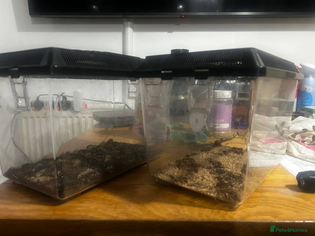 Mouse rodents for sale: Mousarium with about 40 African Pygmy Dormice  - Advert 7