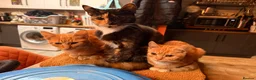 Mixed Breed cats for sale: Various house cats in Halesowen - Advert 4