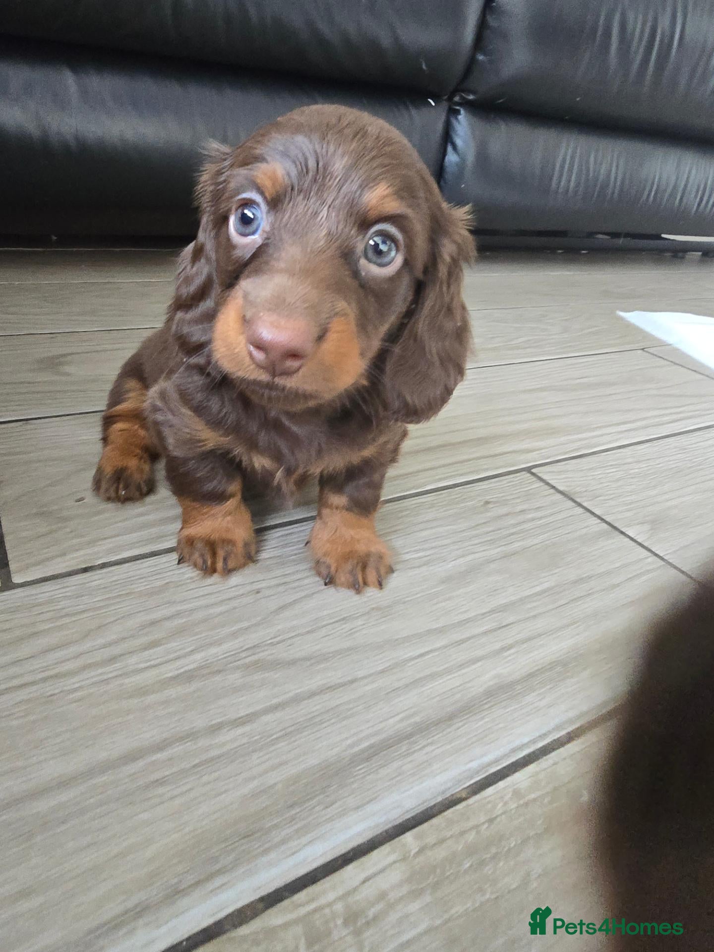 Miniature Dachshund dogs 4 male Dachshunds - Advert 1
