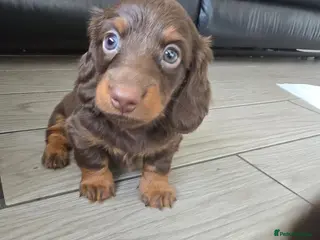 Miniature Dachshund dogs 4 male Dachshunds - Advert 1