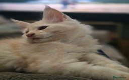 Maine Coon cats for sale: Gorgeous XL Maine Coon Male - last remaining - Image 4
