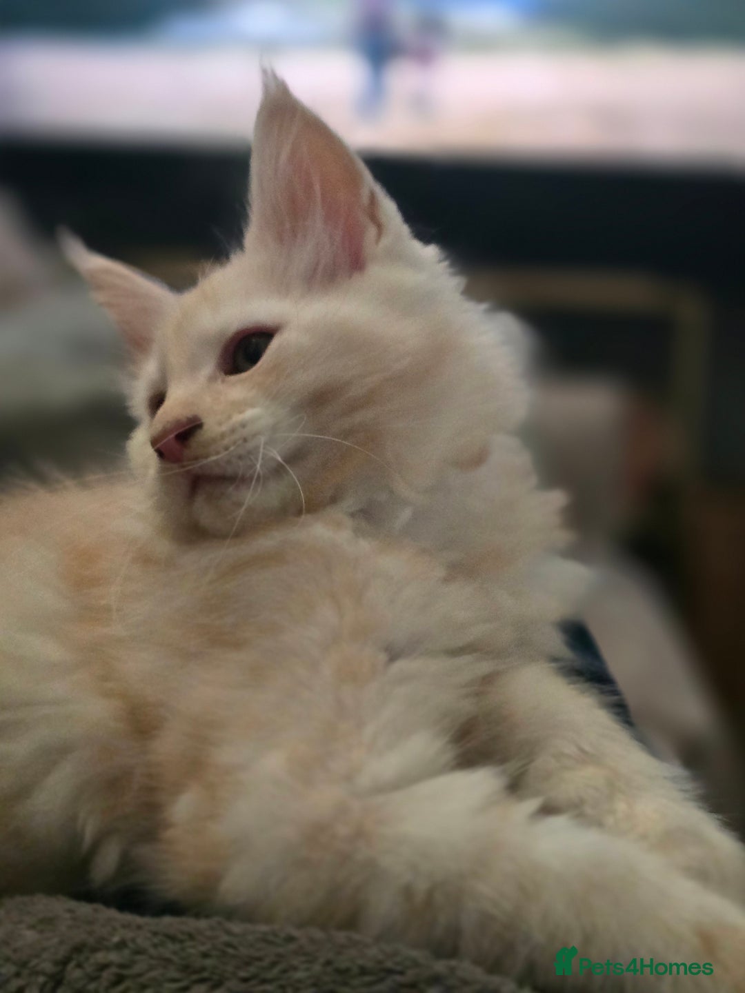Maine Coon cats for sale: Gorgeous XL Maine Coon Male - last remaining - Image 4