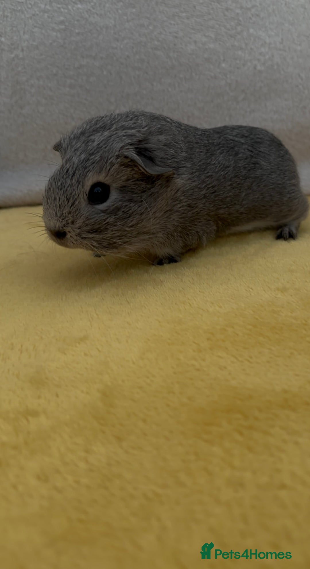 Guinea Pig rodents for sale: Young bonded male guinea pigs 🩶🤍 - Advert 7