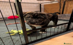 Mixed Breed dogs for sale: Two beautiful Staffy x Husky puppies  - Image 22