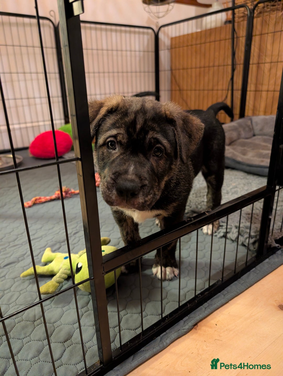 Mixed Breed dogs for sale: Two beautiful Staffy x Husky puppies  - Image 22