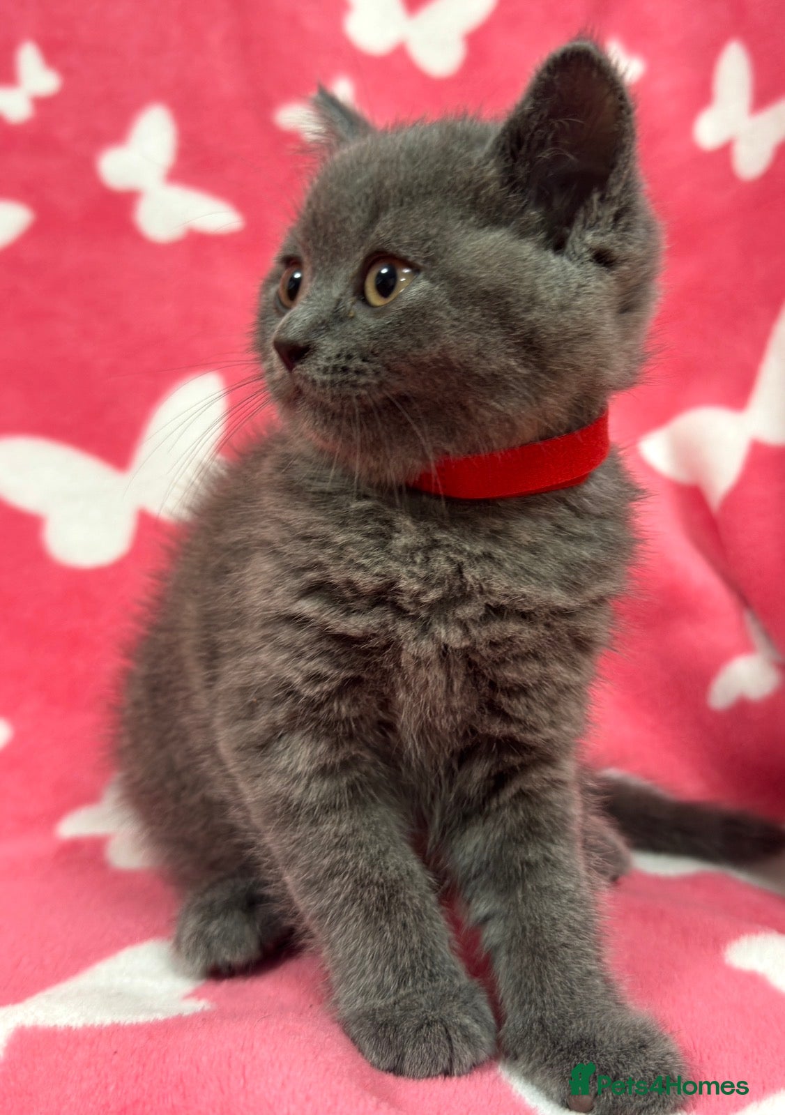 British Shorthair cats     British Shorthair Kittens – 3 Beautiful Girls - Advert 2