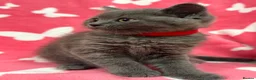 British Shorthair cats for sale:     British Shorthair Kittens – 3 Beautiful Girls - Advert 2
