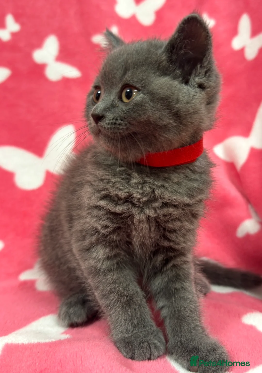 British Shorthair cats for sale:     British Shorthair Kittens – 3 Beautiful Girls - Advert 2
