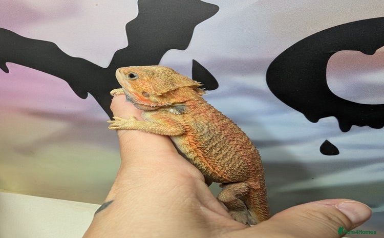 Bearded Dragon reptiles - Advert 2