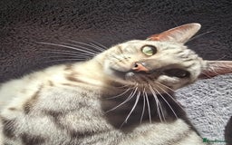 Bengal cats for sale: Bonded silver bengal boys.Have to be kept together - Image 2