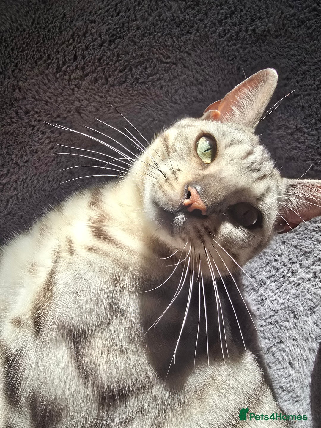 Bengal cats for sale: Bonded silver bengal boys.Have to be kept together - Image 2