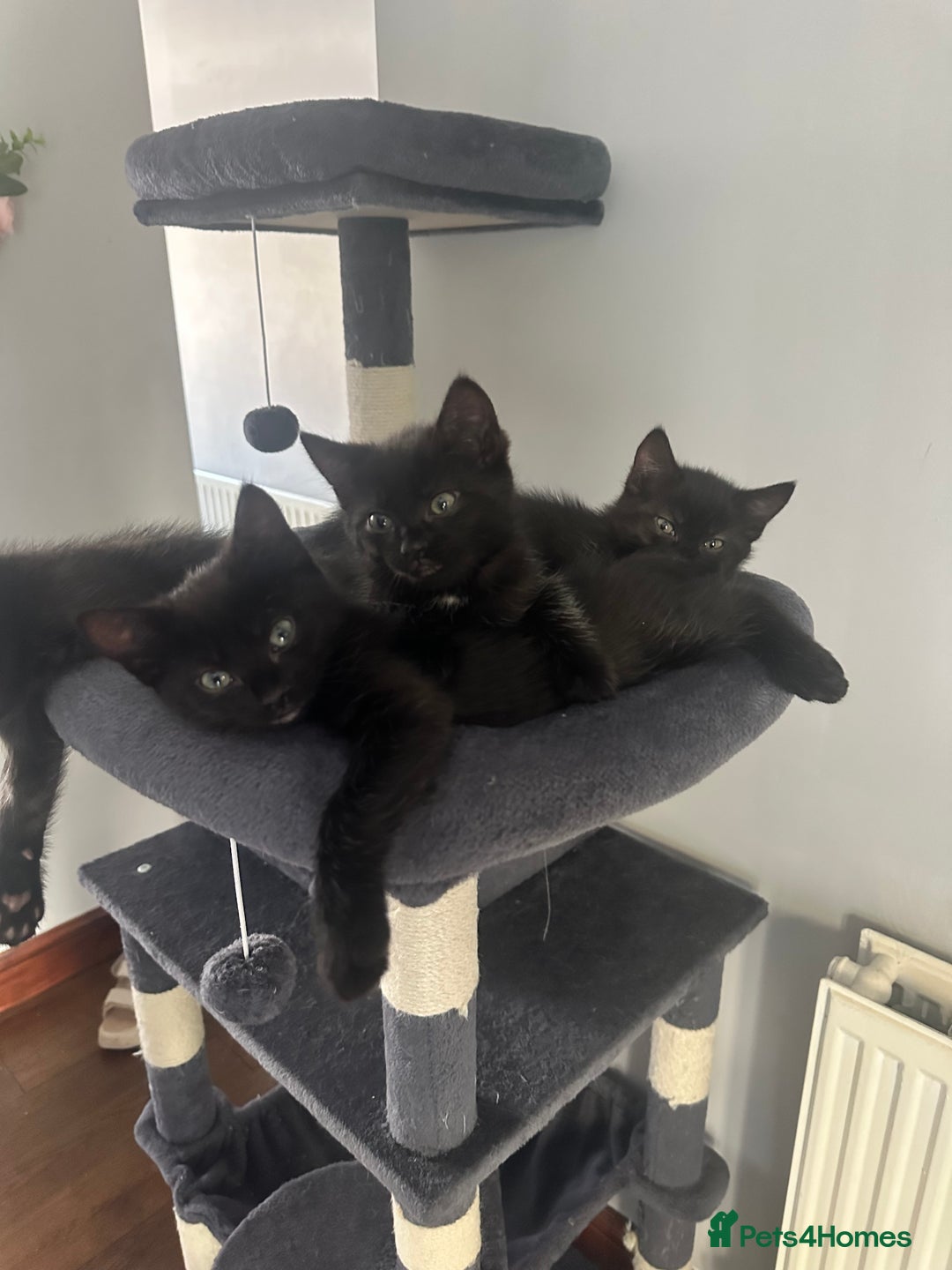 Mixed Breed cats for sale: Mixed breed kittens.  - Image 1
