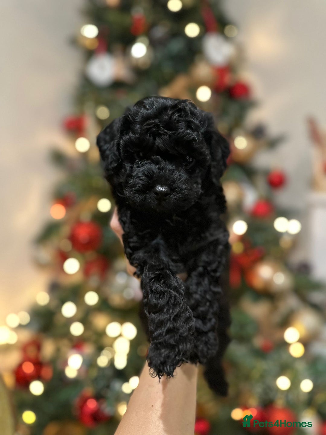 Cockapoo dogs for sale: Stunning f1b cockapoo's for sale  - Advert 21