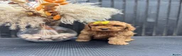 Cavapoo dogs for sale: F1b Cavapoo puppies - Advert 6