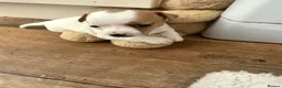 Jack Russell dogs for sale: Jack Russell  in London - Advert 10