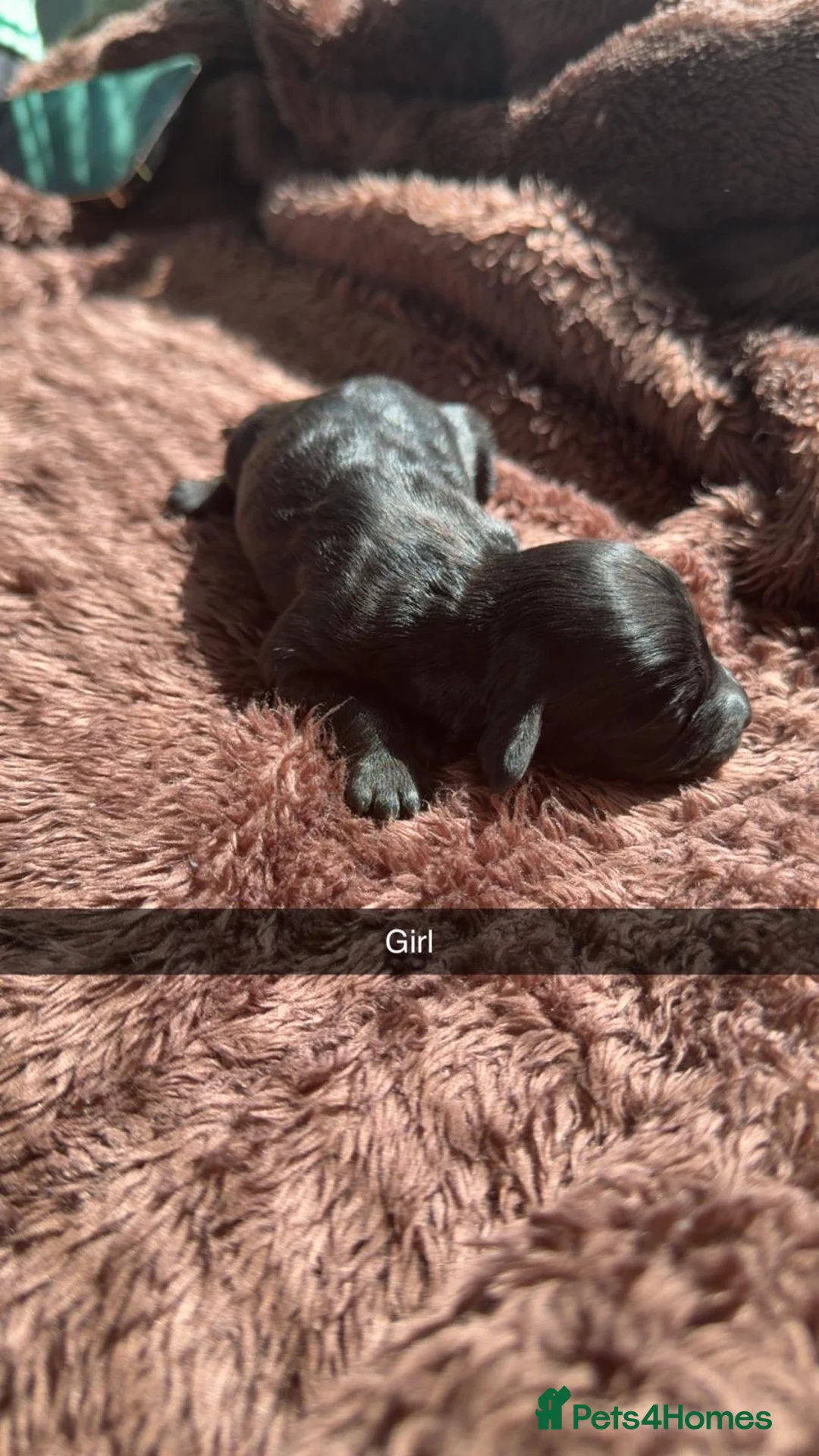 Cockapoo dogs for sale: Beautiful F1 cockapoo puppies - Advert 1