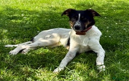 Foxhound dogs for adoption: Josie – Saved in the Final Hour - Image 4