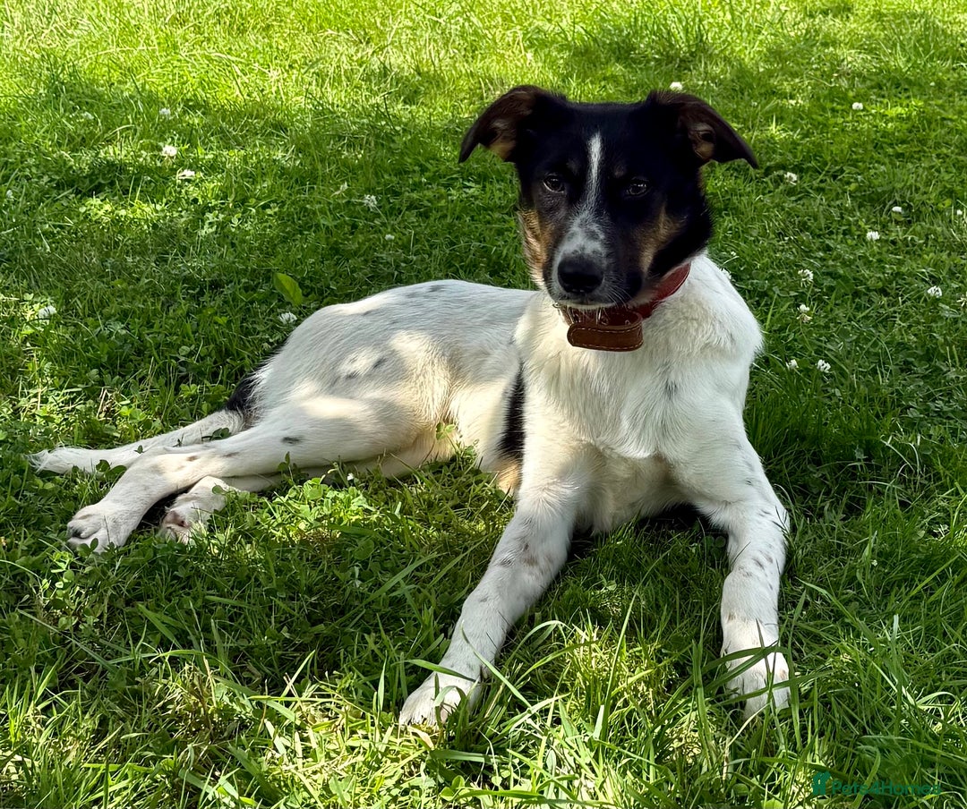 Foxhound dogs for adoption: Josie – Saved in the Final Hour - Image 4