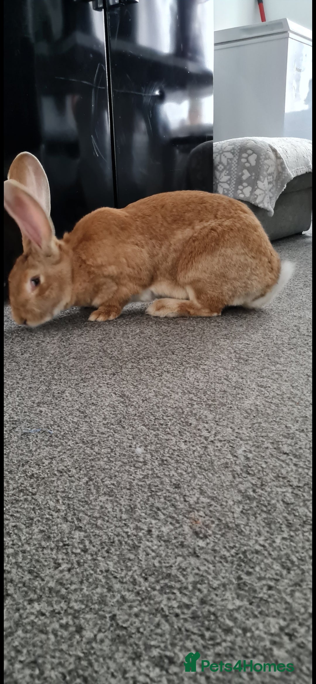 Continental Giant rabbits for sale: Continental Giant looking for a new home.  - Advert 3