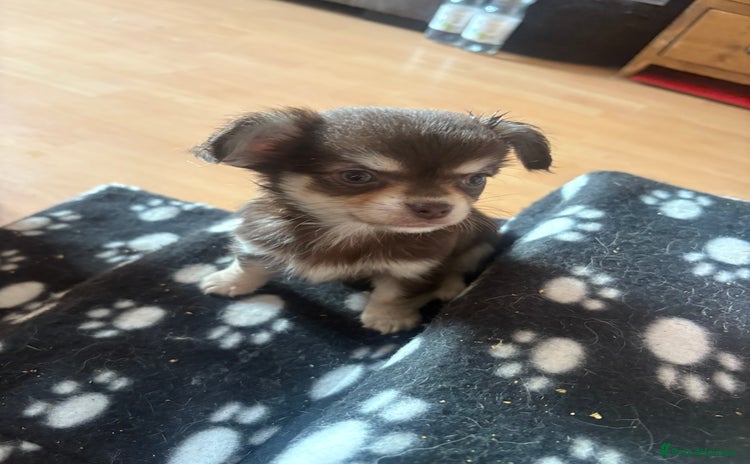 Chihuahua dogs - Advert 1