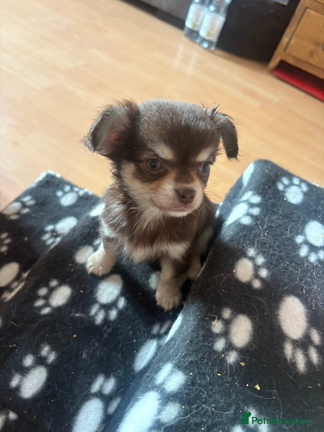 Chihuahua dogs for sale: Kc beautiful chihuahua boys  - Image 1