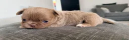 Chihuahua dogs for sale: Beautiful Chihuahua Puppies Available For Sale in Manchester - Advert 10