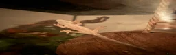 Gecko reptiles for sale: Baby Geckos - Advert 3