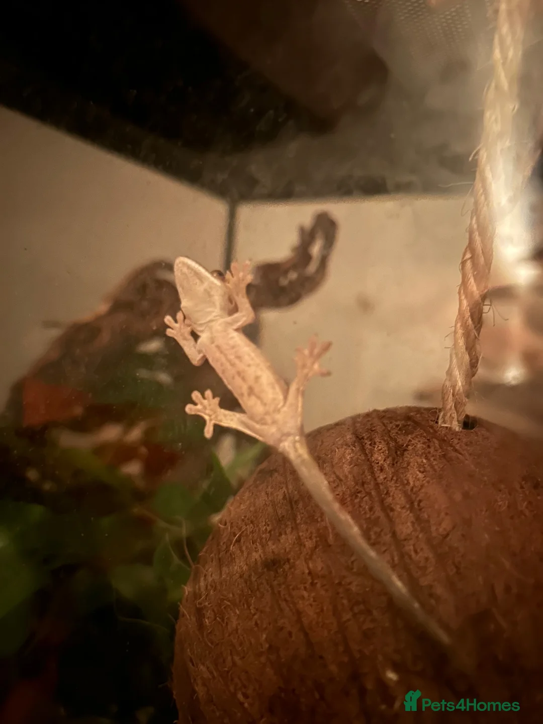 Gecko reptiles for sale: Baby Geckos - Advert 3