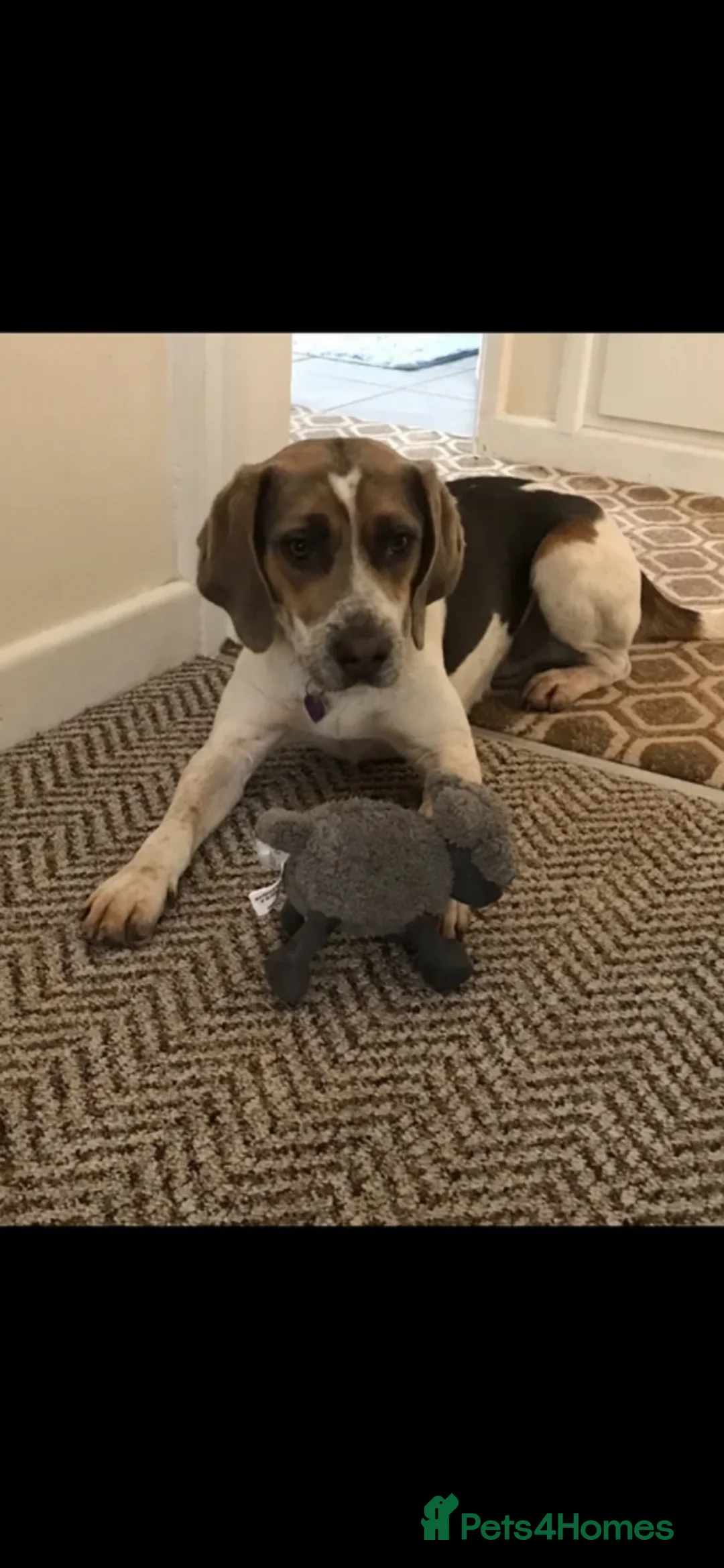 Beagle dogs for stud: Blue tri beagle for stud  - Advert 2