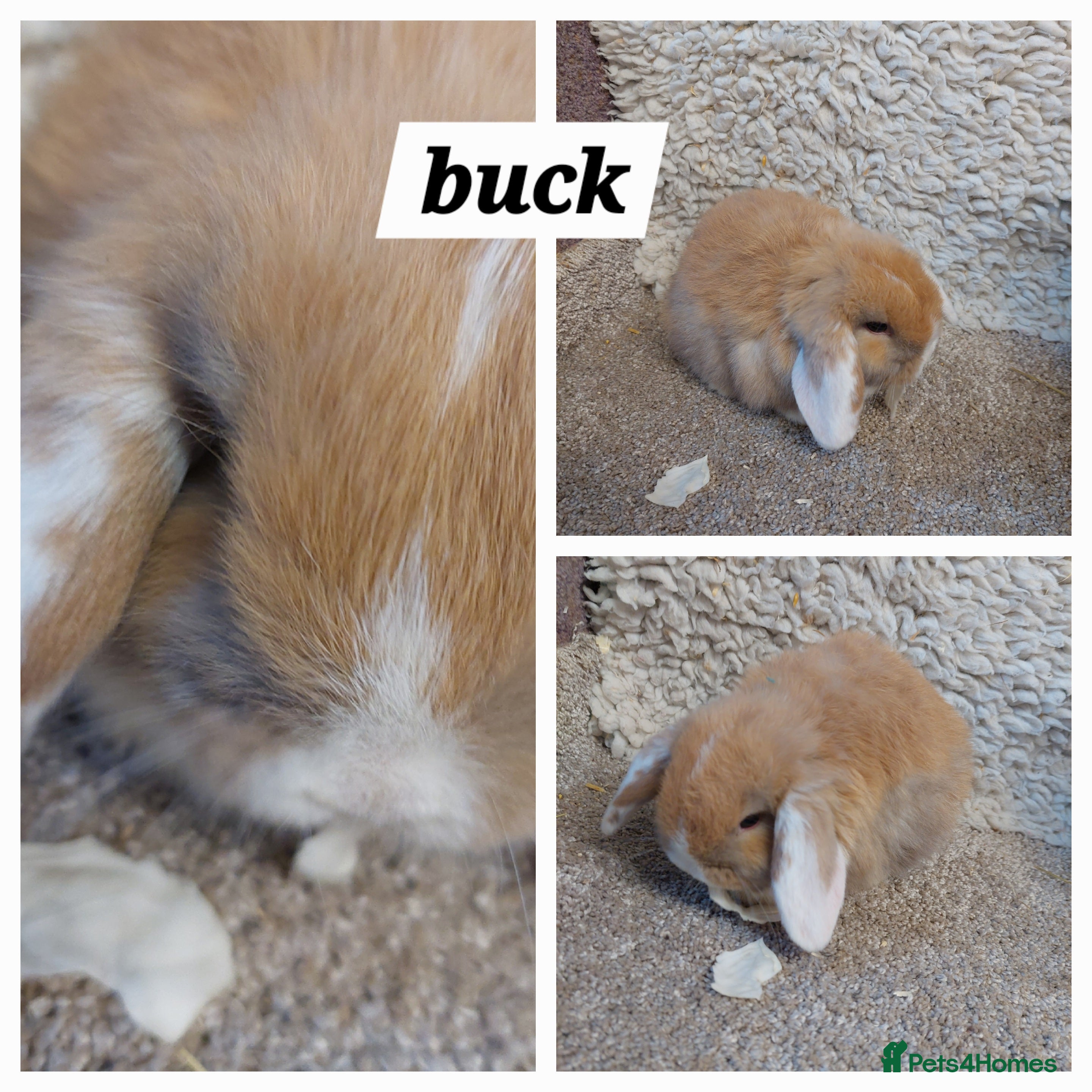 Mini Lop rabbits Minilop babys ready to reserve  - Advert 15