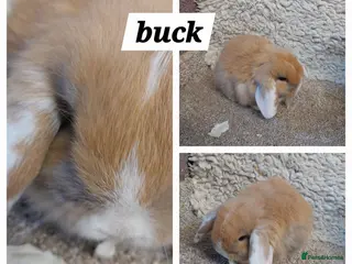 Mini Lop rabbits Minilop babys ready to reserve - Advert 15