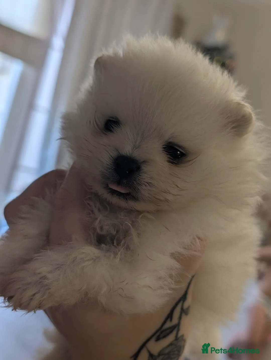 Pomeranian dogs for sale: Beautiful tiny Pomeranian girls  ONE LEFT  - Advert 17