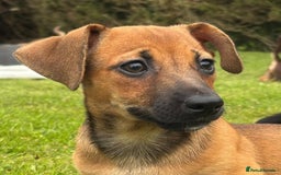 Jack Russell dogs for sale: rare coloured jack russel terriers - Image 12