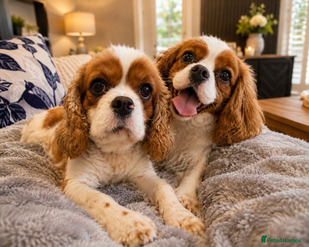 Cavalier King Charles Spaniel dogs 2 x female Cavalier King Charles Spaniels  - Advert 4