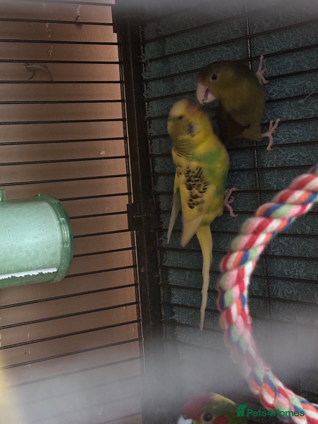 Cockatiels birds for sale: Eight birds for sale and 3 large cages £810 - Image 14