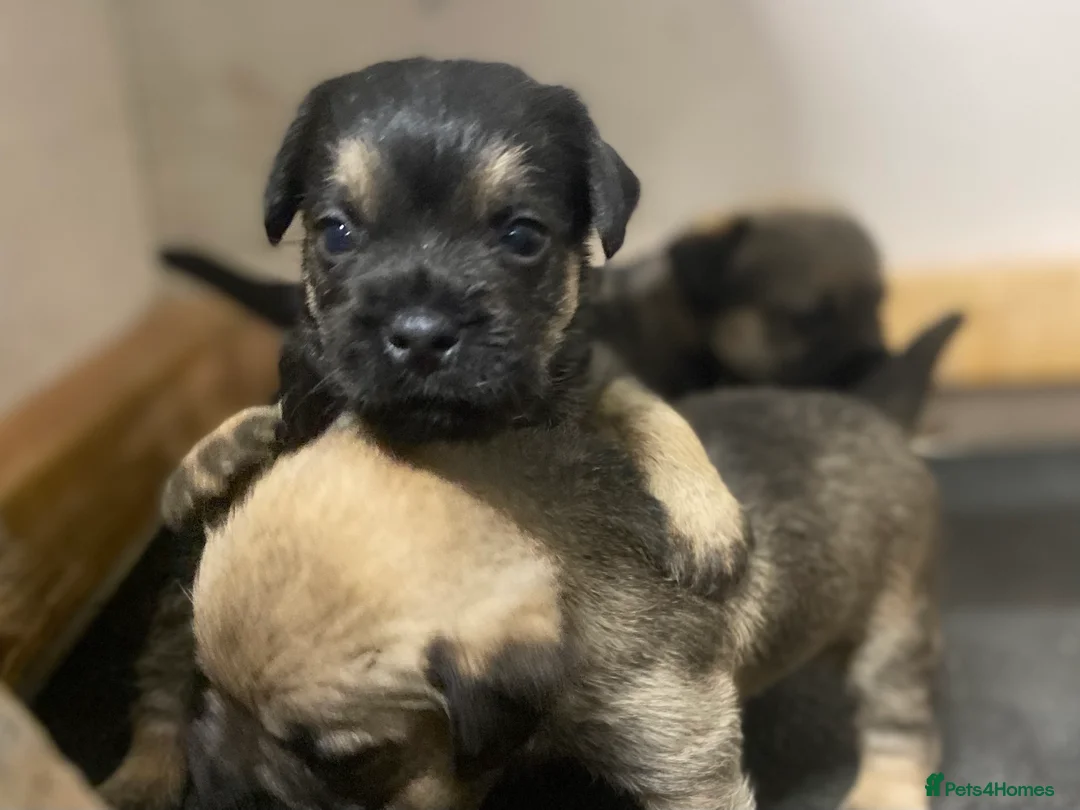 Border Terrier dogs for sale: Border terrier pups  - Advert 5