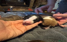 Whippet dogs for sale: Stunning whippets  - Image 5