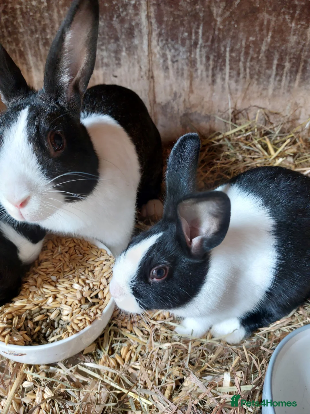 Argente rabbits for sale: Argente Bleu and Noir in Bedlington - Advert 2