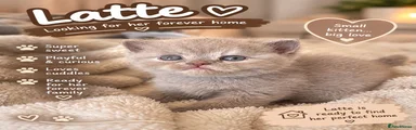 Mixed Breed 4 Latte
