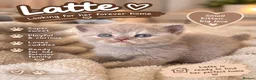 Mixed Breed cats for sale: 5 beautiful kittens READY NOW Scottish fold x BSH  - Advert 5